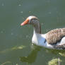 A Picture, OF A GOOSE