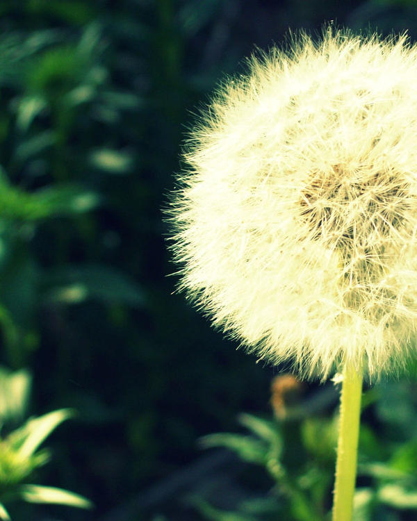 dandy_lion by supergeekTM on DeviantArt