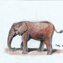 African elephant sketch