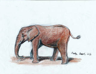 African elephant sketch