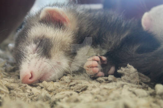 Ferret 2