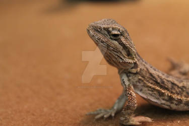 Baby Bearded Dragon