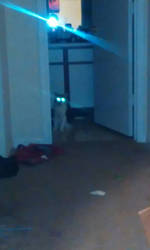 Laser cat! 