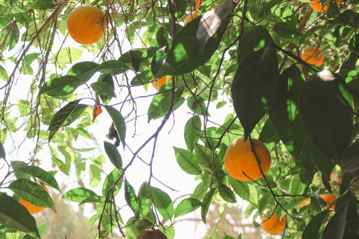 California Oranges 1