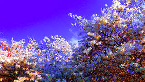 Spring remembered to bring popcorn