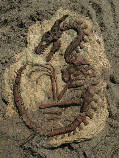 Dragon Fossil