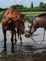 The Kiss of the Horses