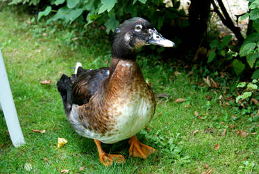 The Duck