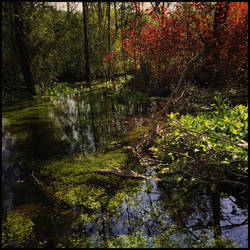 Summer Pond