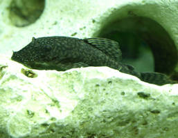 The happy plec