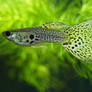 Male leopard spot guppy