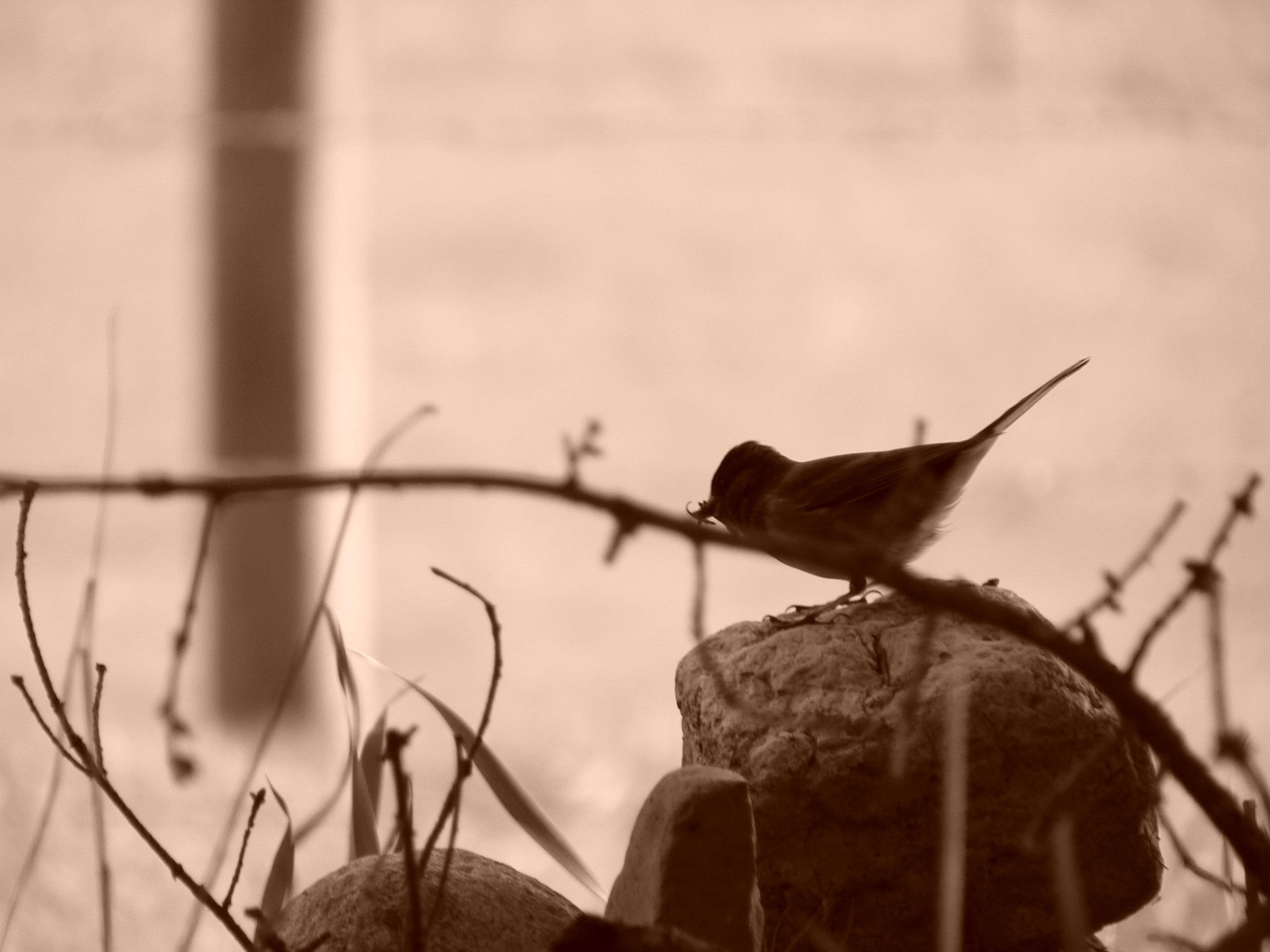 Chickadee on a Rock