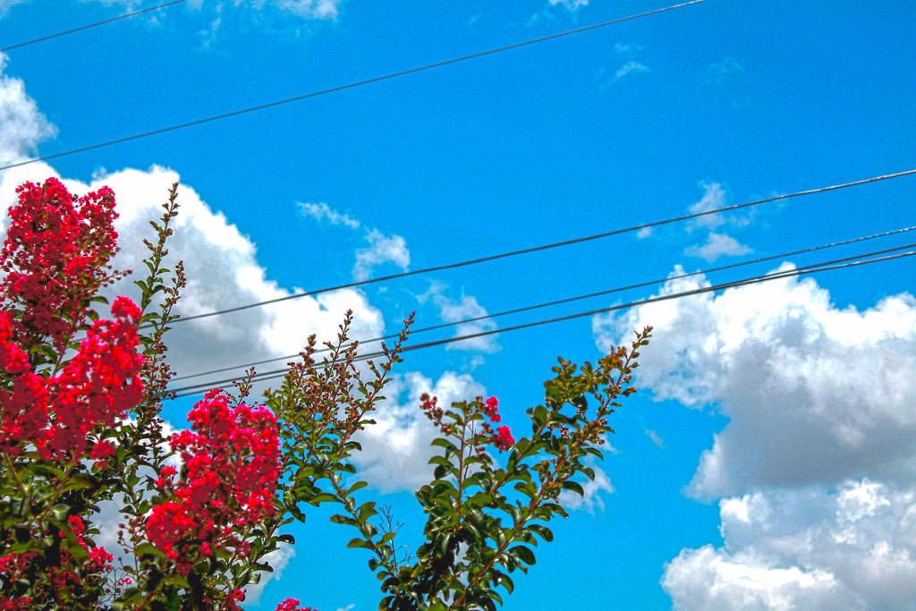 Texas Spring Graphics Texas Spring by kburrage10 on DeviantArt