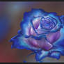 Blue rose study
