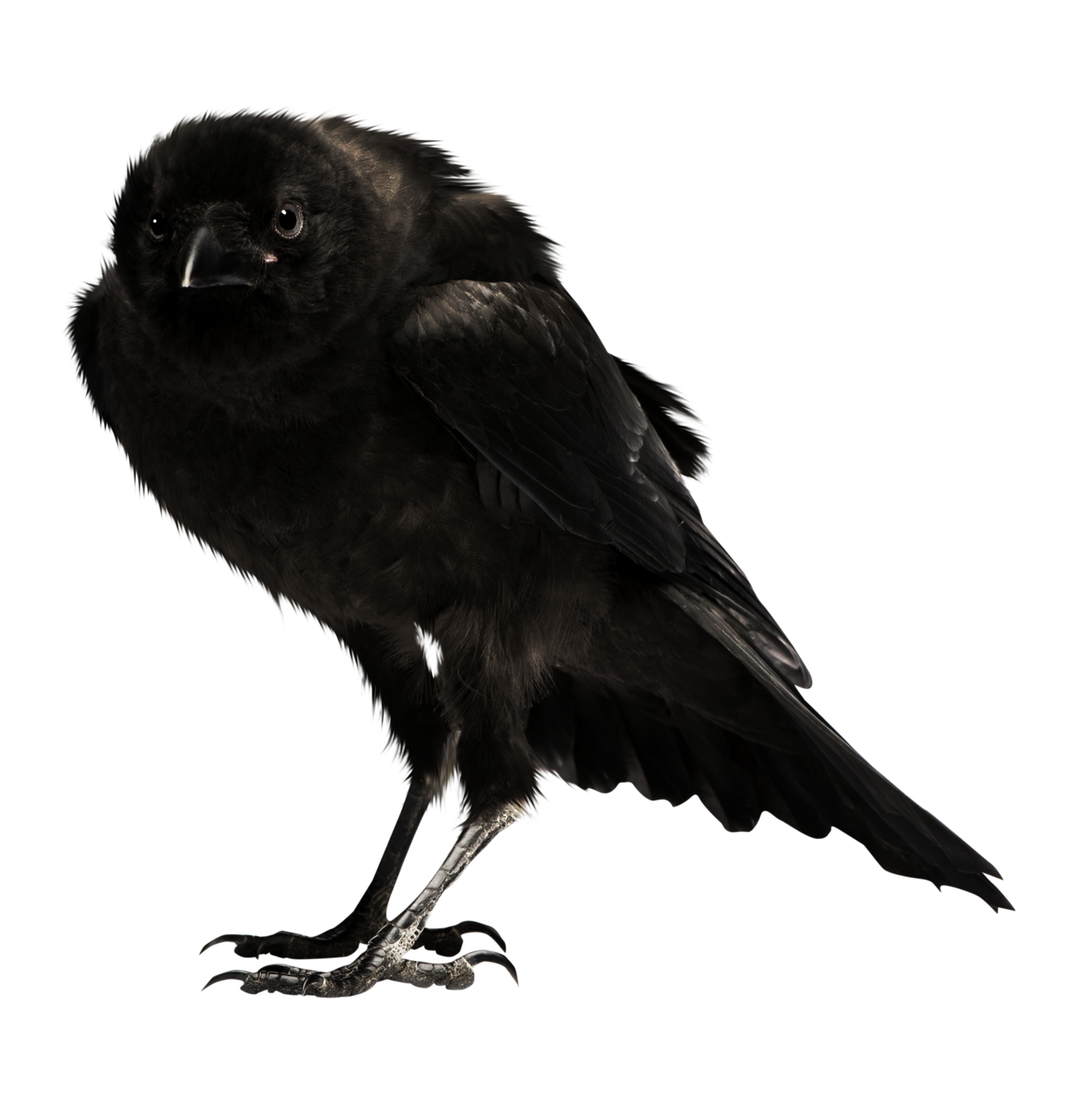 Black bird