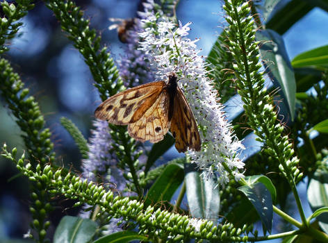 Flutterby