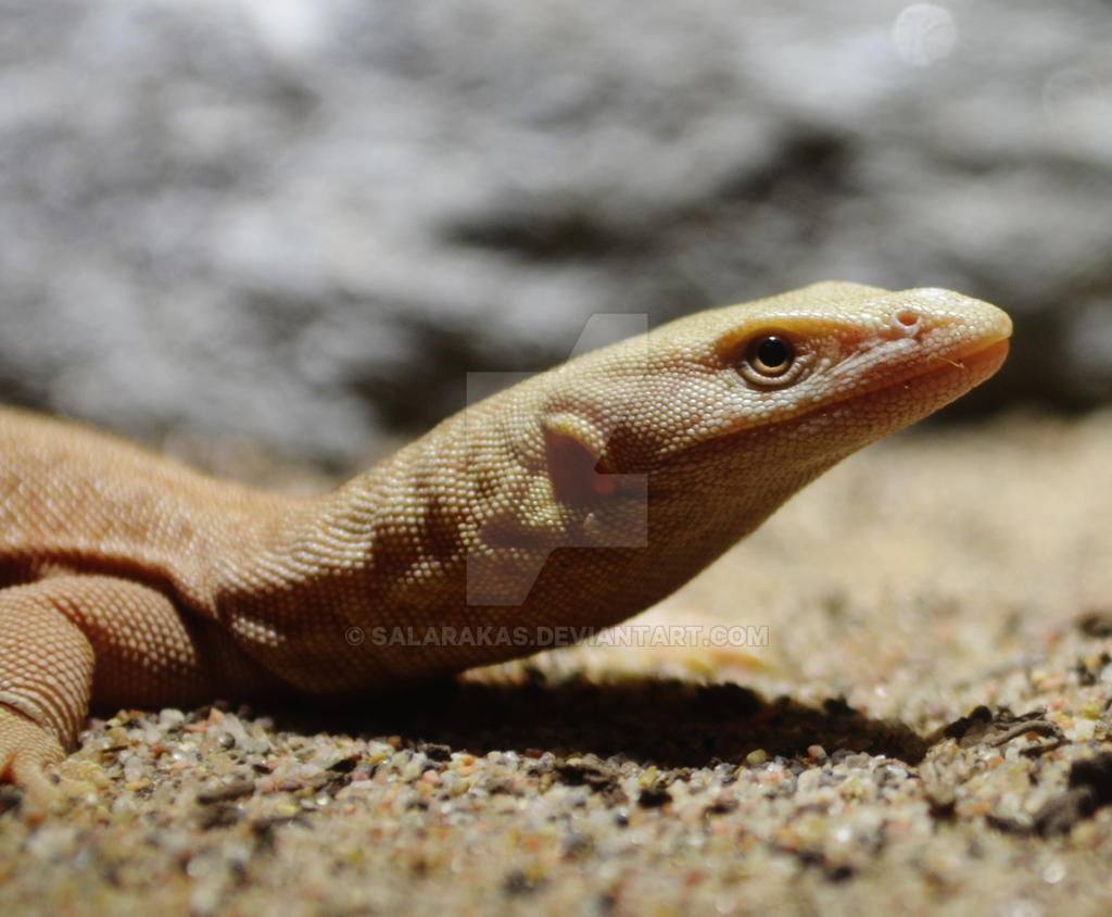 Kingorum Varanus kingorum by Salarakas on DeviantArt