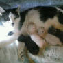 My cat Fireball with 4 new borns