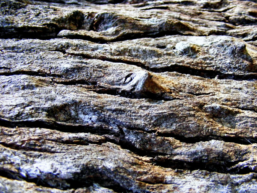 Bark Textures