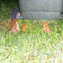 CAne Toad Quartet