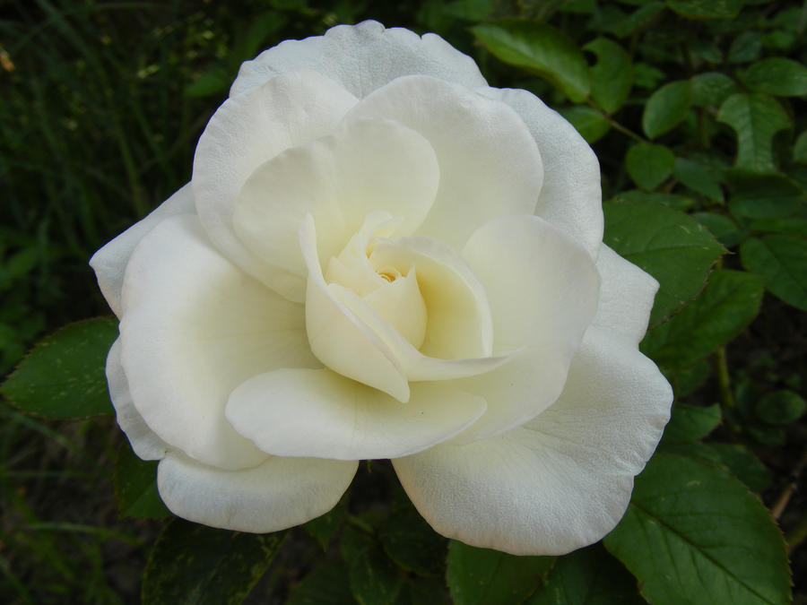 White Rose 1