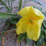Blossum and Beach