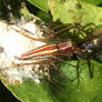Fly For Lunch
