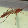 Long Wasp