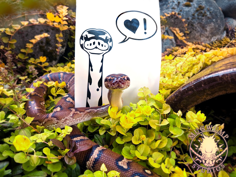 Ball Python Peek Decal by MugwumpStudios on DeviantArt