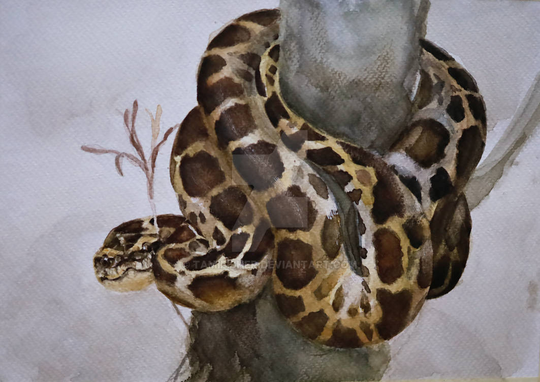 Watercolor Burmese Python by Tamifisher on DeviantArt