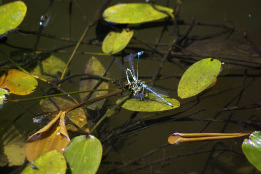 Sex in the lake