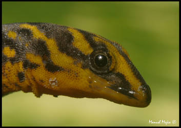 Shieldhead Gecko