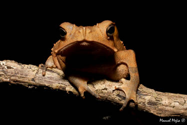 Toad on a branch