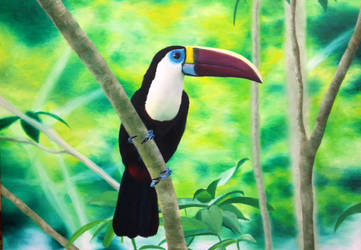 Oil Paint Toucan