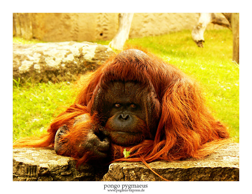 Red Pongo Pongo Pygmaeus by Pegasus-Express on DeviantArt