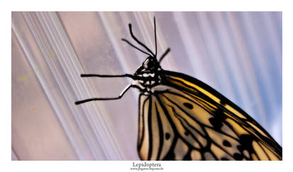 Lepidoptera 03