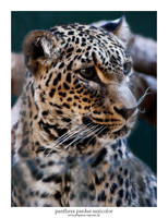 Panthera Pardus Saxicolor 03