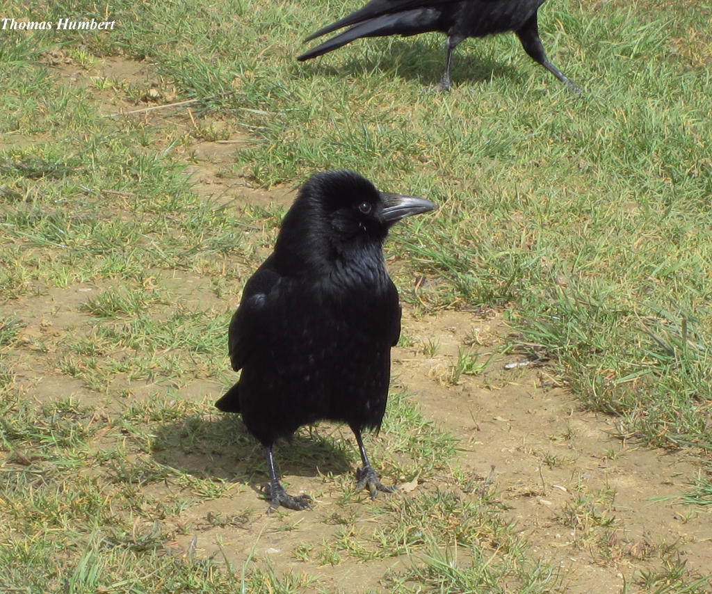 Corneille noire - Carrion crow - Corvus corone8325