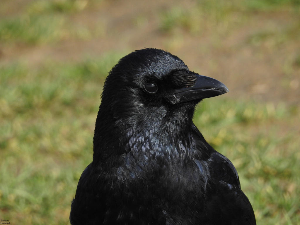 Corneille noire - Carrion crow - Corvus corone