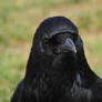 Corneille noire - Carrion crow - Corvus corone