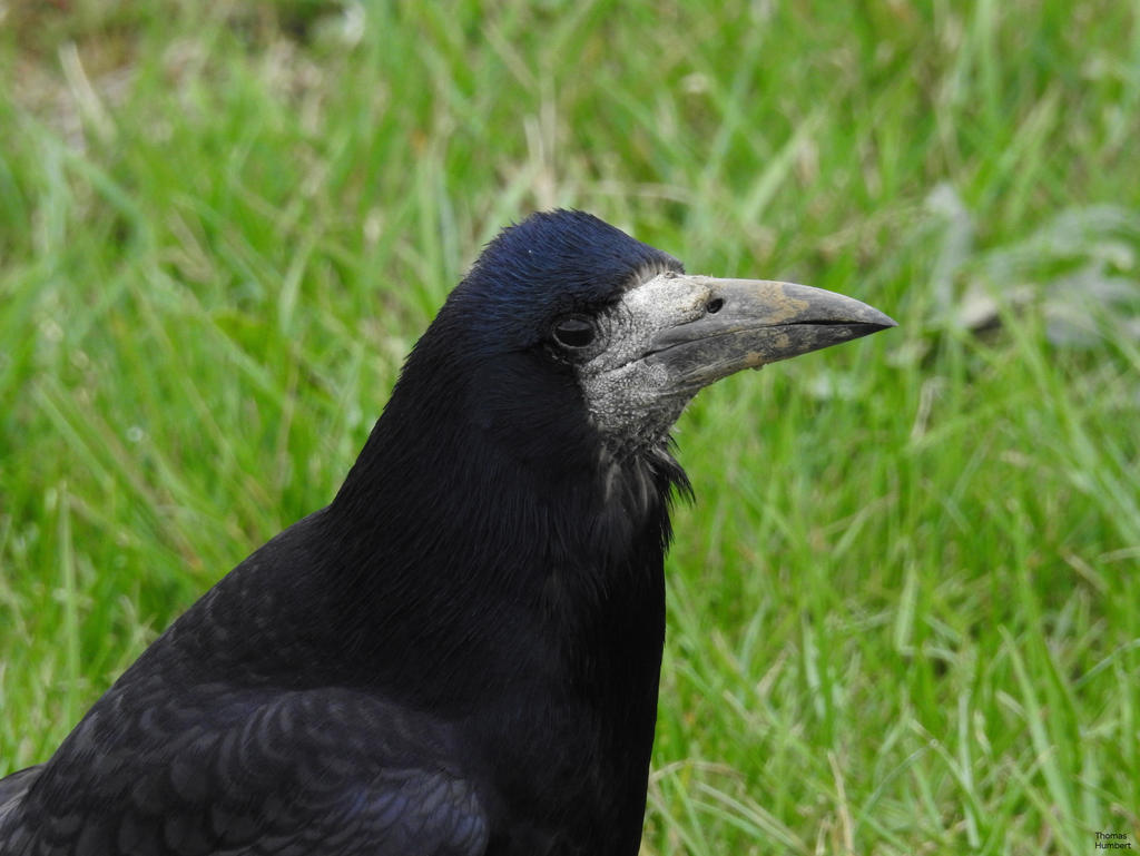 Corbeau freux - Rook - Corvus frugilegus by ThomasHumbertRaven on ...