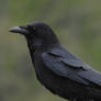 Corneille noire - Carrion crow - Corvus corone