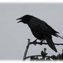 Corneille noire - Carrion crow - Corvus corone