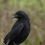 Corneille noire - Carrion crow - Corvus corone