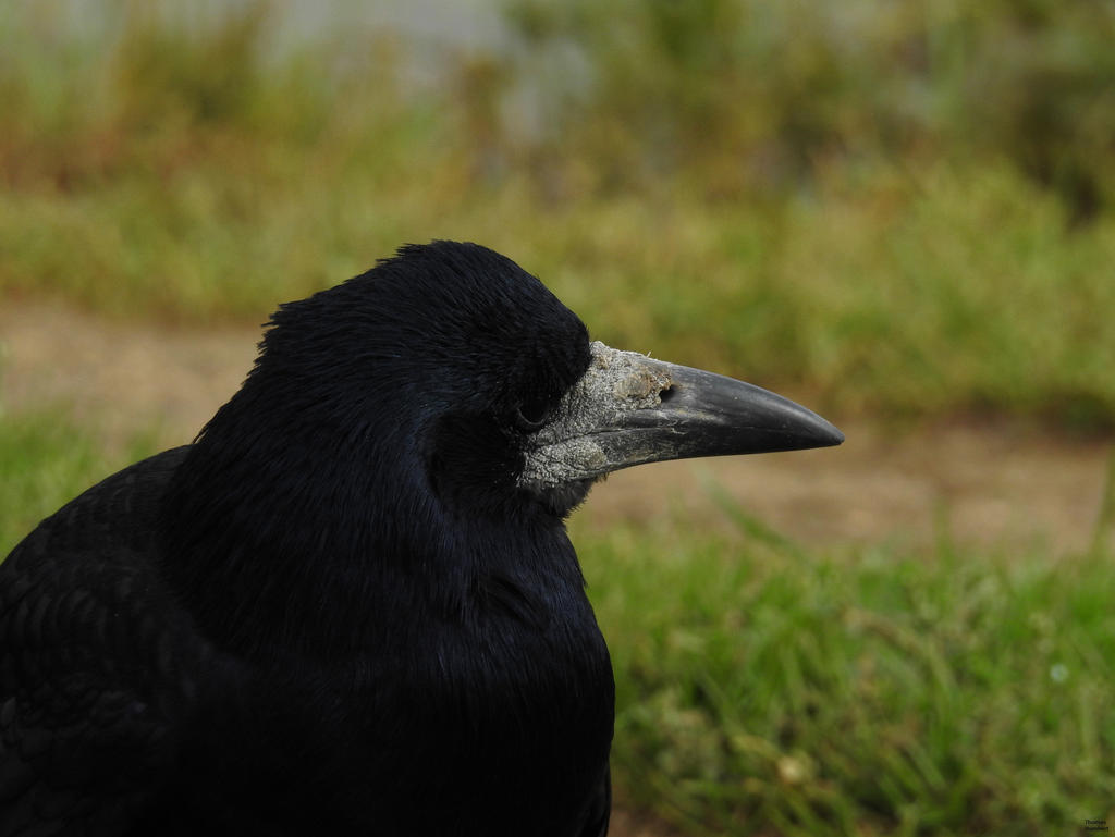 Corbeau freux - Rook - Corvus frugilegus by ThomasHumbertRaven on ...