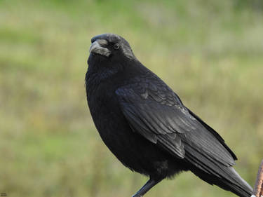 Corneille noire - Carrion crow - Corvus corone