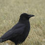 Corneille noire - Carrion crow - Corvus corone