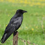 Corneille noire - Carrion crow - Corvus corone