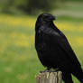 Corneille noire - Carrion crow - Corvus corone