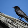 Corneille noire - Carrion crow - Corvus corone